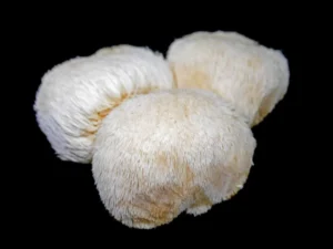 lions mane mushroom supplements for dogs