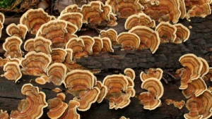 turkey tail mushroom supplements for dogs